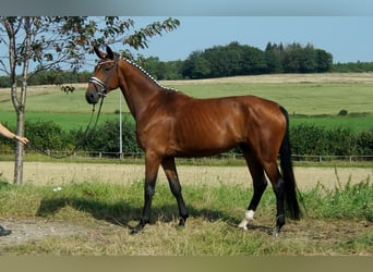 Westfale, Stute, 6 Jahre, 168 cm, Brauner