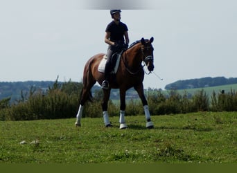 Westfale, Stute, 6 Jahre, 168 cm, Brauner