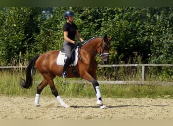 Westfale, Stute, 6 Jahre, 168 cm, Brauner