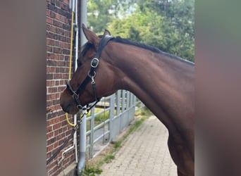 Westfale, Stute, 6 Jahre, 168 cm, Brauner