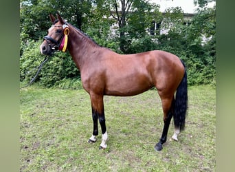 Westfale, Stute, 6 Jahre, 168 cm, Brauner