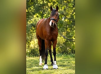 Westfale, Stute, 6 Jahre, 168 cm, Brauner