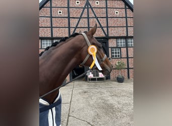Westfale, Stute, 6 Jahre, 168 cm, Brauner