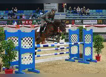 Westfale, Stute, 6 Jahre, 168 cm, Brauner Westfale, Stute, 6 Jahre, 168 cm, Brauner