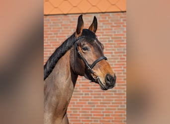 Westfale, Stute, 6 Jahre, 168 cm, Brauner