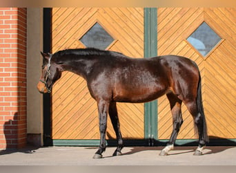 Westfale, Stute, 6 Jahre, 168 cm, Brauner