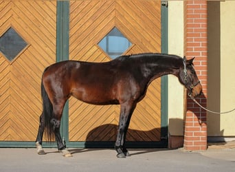 Westfale, Stute, 6 Jahre, 168 cm, Brauner