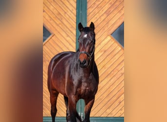 Westfale, Stute, 6 Jahre, 168 cm, Brauner