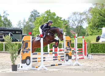 Westfale, Stute, 6 Jahre, 168 cm, Brauner