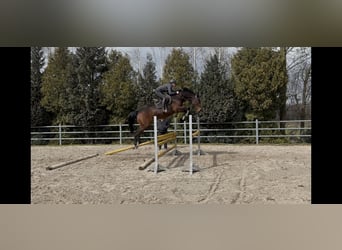 Westfale, Stute, 6 Jahre, 168 cm, Brauner