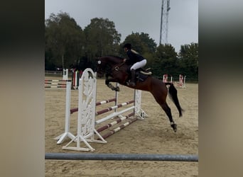 Westfale, Stute, 6 Jahre, 168 cm, Brauner