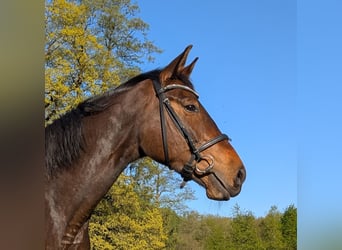 Westfale, Stute, 6 Jahre, 168 cm, Brauner