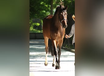 Westfale, Stute, 6 Jahre, 168 cm, Dunkelbrauner