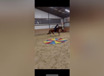 Westfale, Stute, 6 Jahre, 168 cm, Fuchs