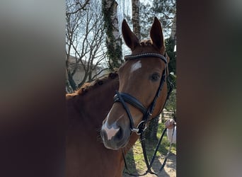 Westfale, Stute, 6 Jahre, 168 cm, Fuchs