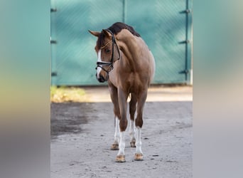 Westfale, Stute, 6 Jahre, 168 cm, Fuchs