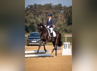 Westfale, Stute, 6 Jahre, 168 cm, Rappe