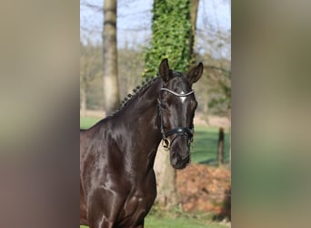 Westfale, Stute, 6 Jahre, 168 cm, Rappe