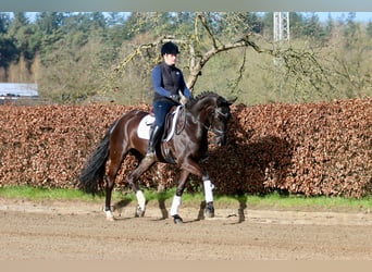 Westfale, Stute, 6 Jahre, 168 cm, Rappe