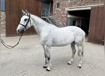 Westfale, Stute, 6 Jahre, 168 cm, Schimmel