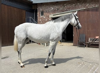 Westfale, Stute, 6 Jahre, 168 cm, Schimmel