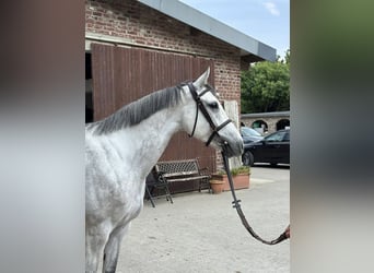 Westfale, Stute, 6 Jahre, 168 cm, Schimmel