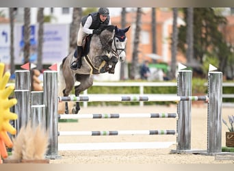 Westfale, Stute, 6 Jahre, 168 cm, Schimmel