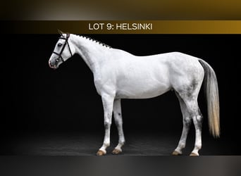 Westfale, Stute, 6 Jahre, 169 cm, Schimmel