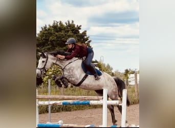 Westfale, Stute, 6 Jahre, 170 cm, Apfelschimmel