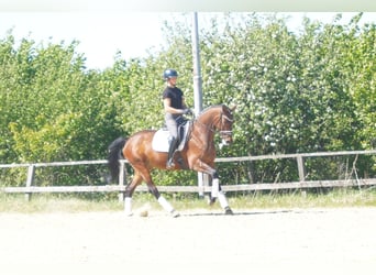 Westfale, Stute, 6 Jahre, 170 cm, Brauner