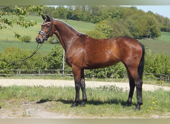 Westfale, Stute, 6 Jahre, 170 cm, Brauner
