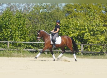 Westfale, Stute, 6 Jahre, 170 cm, Brauner