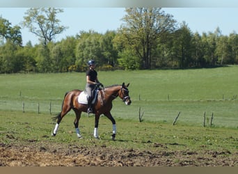 Westfale, Stute, 6 Jahre, 170 cm, Brauner