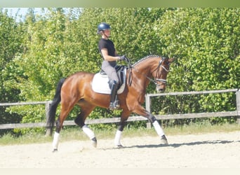 Westfale, Stute, 6 Jahre, 170 cm, Brauner