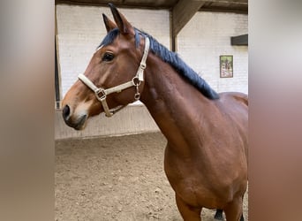 Westfale, Stute, 6 Jahre, 170 cm, Brauner