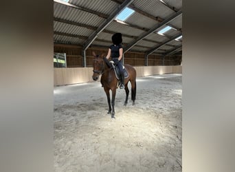 Westfale, Stute, 6 Jahre, 170 cm, Brauner