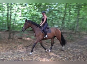 Westfale, Stute, 6 Jahre, 170 cm, Brauner