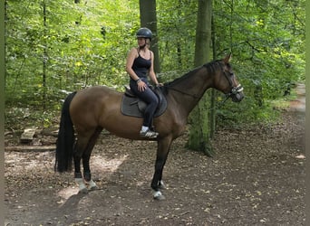 Westfale, Stute, 6 Jahre, 170 cm, Brauner