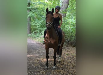 Westfale, Stute, 6 Jahre, 170 cm, Brauner