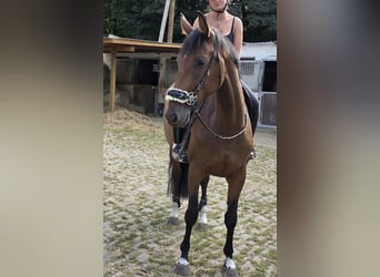 Westfale, Stute, 6 Jahre, 170 cm, Brauner