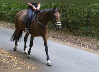 Westfale, Stute, 6 Jahre, 170 cm, Brauner