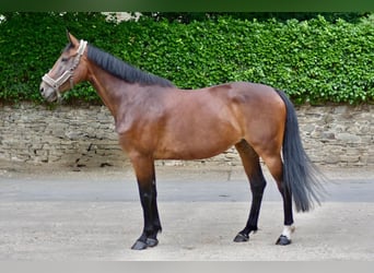 Westfale, Stute, 6 Jahre, 170 cm, Brauner