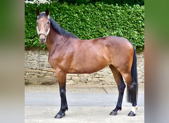 Westfale, Stute, 6 Jahre, 170 cm, Brauner