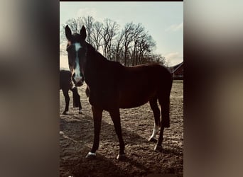 Westfale, Stute, 6 Jahre, 170 cm, Dunkelbrauner