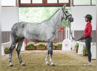 Westfale, Stute, 6 Jahre, 170 cm, Schimmel