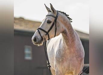 Westfale, Stute, 6 Jahre, 170 cm, Schimmel