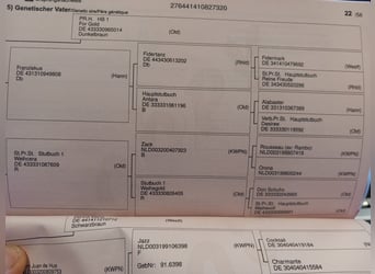 Westfale, Stute, 6 Jahre, 170 cm, Schwarzbrauner