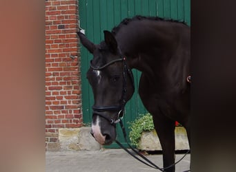 Westfale, Stute, 6 Jahre, 170 cm, Schwarzbrauner