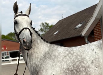 Westfale, Stute, 6 Jahre, 172 cm, Apfelschimmel