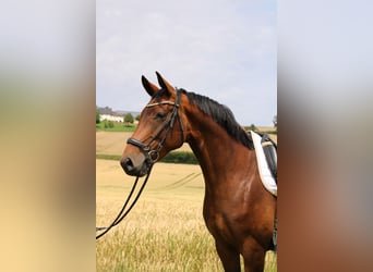 Westfale, Stute, 6 Jahre, 172 cm, Brauner